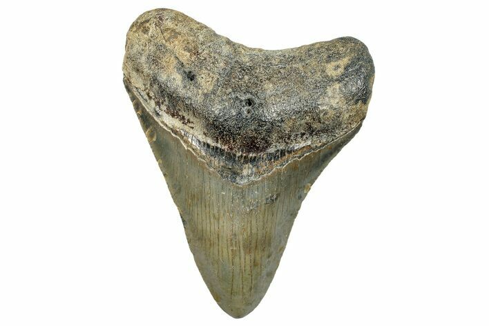 Serrated, Fossil Megalodon Tooth - North Carolina #272795